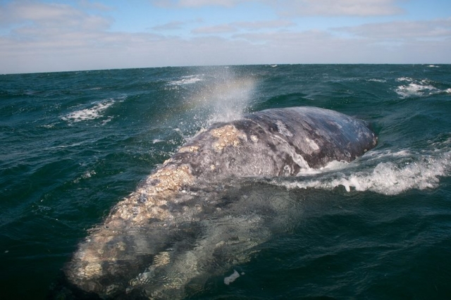 Avistamiento de ballenas